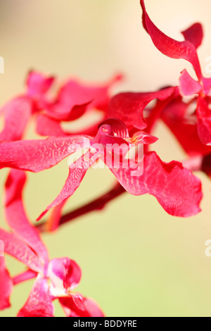 Incredibile azima mokara orchid - fine art Jane-Ann fotografia fotografia Butler JABP564 Foto Stock