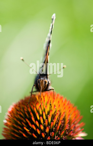 Vanessa Atalanta. Red admiral butterfly alimentazione su un prodotto a base di echinacea purpurea coneflower Foto Stock