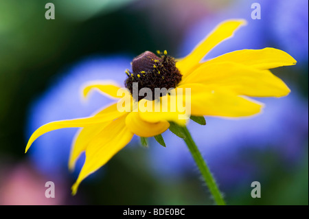 Rudbeckia fulgida Goldsturm fiore contro sfondo blu in un giardino Foto Stock