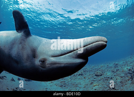 Il tursiope o delfino maggiore (Tursiops truncatus) nuoto capovolta. Foto Stock