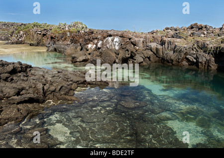 Costa vulcanica sull isola Genovesa, Isole Galapagos, Ecuador, Sud America Foto Stock