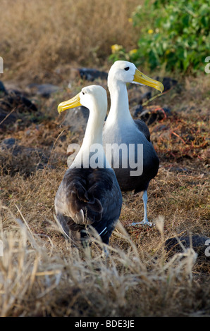 Sventolato Albatross uccelli a terreno fertile in maggio, Espanola, Isole Galapagos, pacifico. Foto Stock