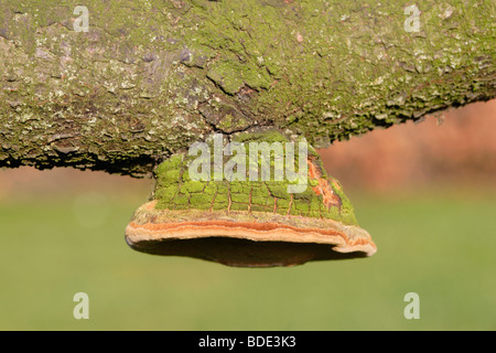 Staffa funghi (Phellinus tuberculosus) cresce su susino, England, Regno Unito Foto Stock