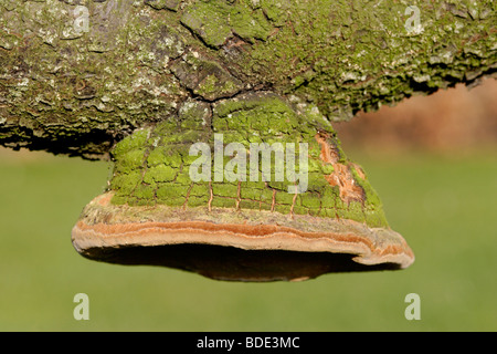 Staffa funghi (Phellinus tuberculosus) cresce sugli alberi, England, Regno Unito Foto Stock