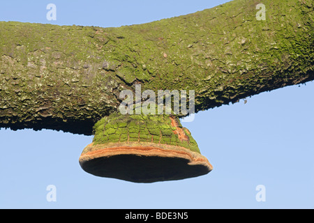 Staffa funghi (Phellinus tuberculosus) cresce su susino, England, Regno Unito Foto Stock