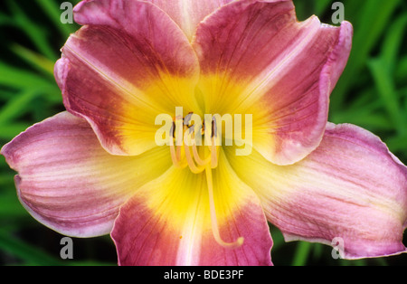 Hemerocallis 'Catherine Woodbury' rosa e giallo fiore fiori giglio di giorno gigli giardino di piante vegetali Foto Stock