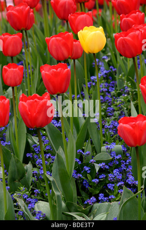 Giallo e rosso tulip (tulipa genere) fiori, England, Regno Unito Foto Stock