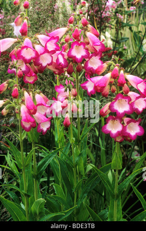 Penstemon "Laura" rosa rossa fiore fiori del giardino di piante vegetali Foto Stock