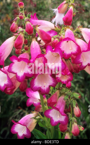 Penstemon "Laura" rosa rossa fiore fiori del giardino di piante vegetali Foto Stock