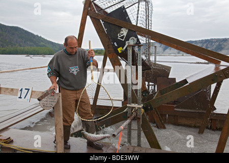 Uomo con salmone pescato sulla ruota di pesce in Alaska Foto Stock