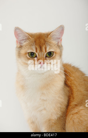 British Shorthair Cat, oro-barrata-tabby Foto Stock