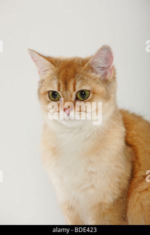 British Shorthair Cat, oro-barrata-tabby Foto Stock