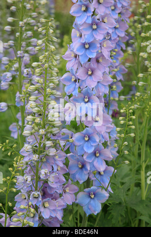 Blu, Larkspur Delphinium elatum Foto Stock
