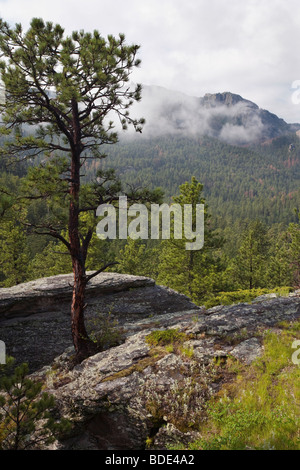 Black Hills da Willow Creek Loop, Norbeck Wildlife preservare, Black Hills National Forest, il Dakota del Sud Foto Stock