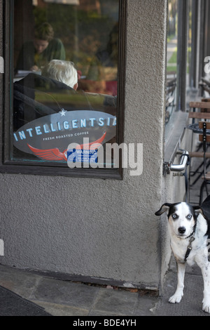 Cane al guinzaglio al di fuori di un coffee shop Foto Stock