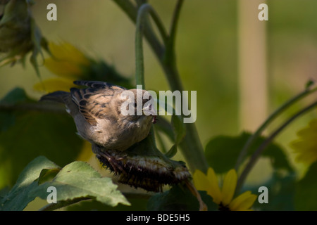 Sparrow sui girasoli, Passer domesticus Foto Stock