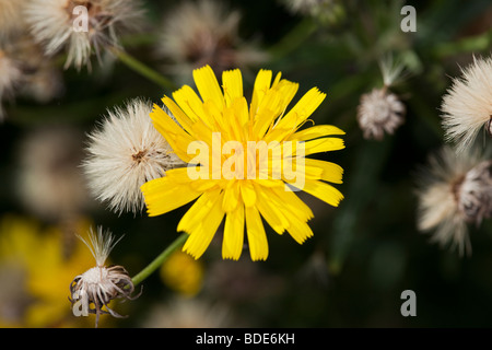 Hawkweed comune, Hagfibbla (Hieracium lachenalii) Foto Stock