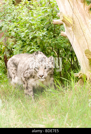 Snow Leopard in cattività a Santago leopard Rare Breeding Center in Inghilterra. Foto Stock