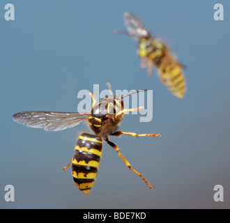 Wasp mediano Dolichovespula media in volo Foto Stock