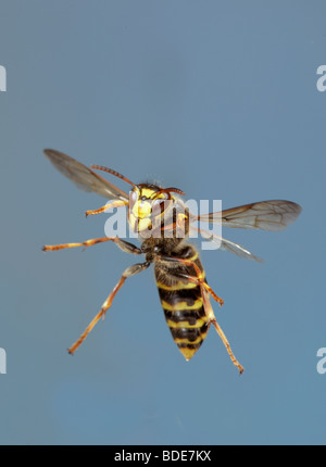 Wasp mediano Dolichovespula media in volo Foto Stock