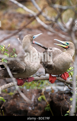 Red Footed Booby Bird nella struttura ad albero, Genovesa Island, Galapagos, pacifico. Foto Stock