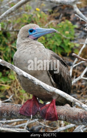 Red Footed Booby Bird nella struttura ad albero, Genovesa Island, Galapagos, pacifico. Foto Stock