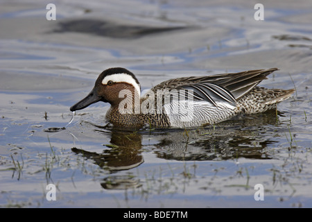 Knäkente (Anas querquedula) Marzaiola drake Foto Stock