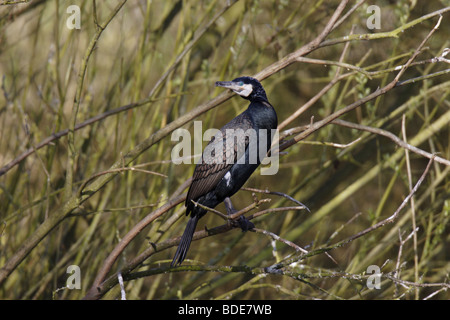 Kormoran (Phalacrocorax carbo) cormorano Phalacrocorax carbo sinensis Foto Stock