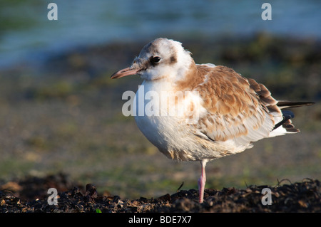 I capretti a testa nera Gull Larus ridibundus Foto Stock