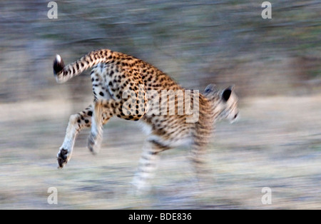 Femmina adulta Cheetah in esecuzione, Kruger National Park, Sud Africa. Foto Stock