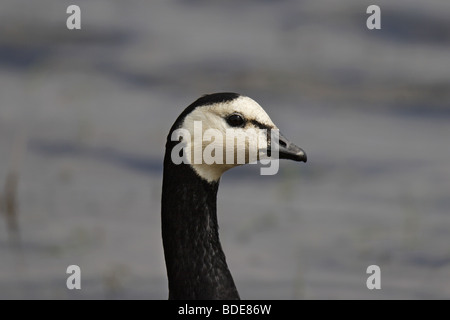 Nonnengans (Branta leucopsis) Barnacle Goose Foto Stock