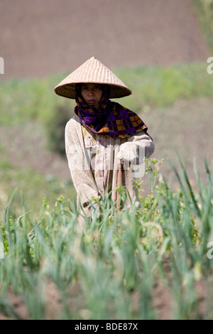 Agriturismo il lavoratore nel campo di cipolla, Java, Indonsia Foto Stock