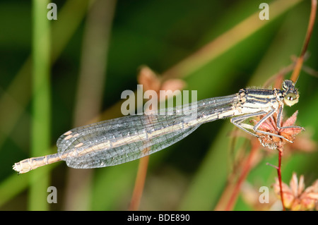 Femmina Featherleg blu Platycnemis pennipes Foto Stock