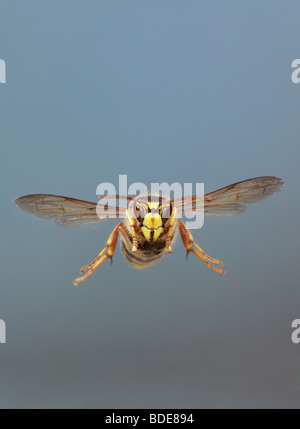 Wasp mediano Dolichovespula media in volo Foto Stock