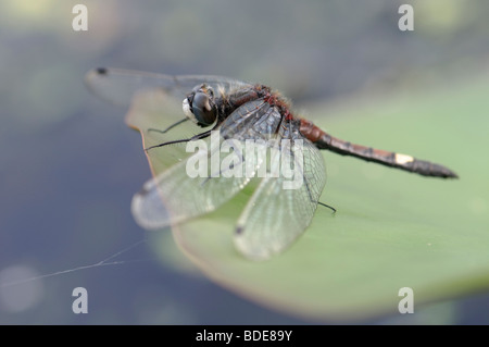 Grande maschio di fronte bianco-Darter Leucorrhinia pettorale in appoggio su una foglia Foto Stock