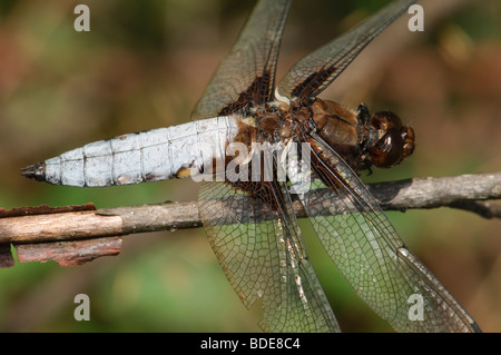 Ampio maschio corposo Chaser Libellula depressa in appoggio Foto Stock