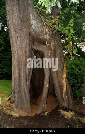 Albero cavo a Prospect Point in Stanley Park a Vancouver British Columbia, Canada Foto Stock