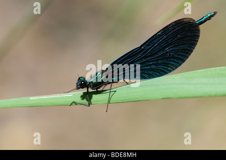 Maschio di belle demoiselle Calopteryx virgo appollaiato sulla lama per erba Foto Stock