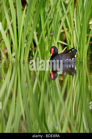 Moorhen Gallinula chloropus in canne con la riflessione Foto Stock