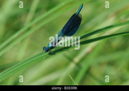 Nastrare maschio Demoiselle Calopteryx splendens appollaiato sulla lama per erba Foto Stock