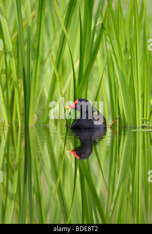 Moorhen Gallinula chloropus in canne con la riflessione Foto Stock