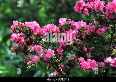 Bussola rosa con Brillante le rose rosa su sfondo verde Foto Stock