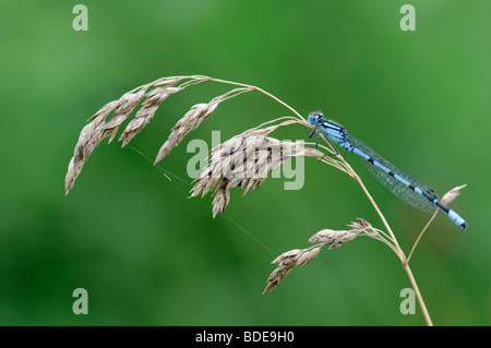 Maschio blu comune Damselfly Enallagma cyathigerum su panicle di piegato-erba Foto Stock