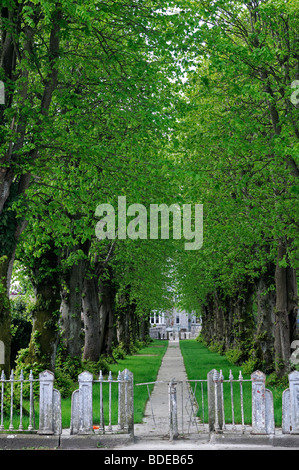 Sentiero portano diretta leader direttamente attraverso il viale dei Tigli castledermot County Kildare Irlanda Foto Stock