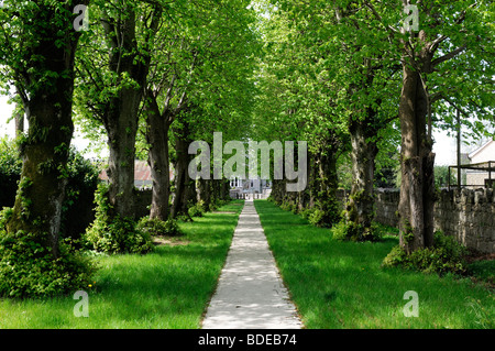 Sentiero portano diretta leader direttamente attraverso il viale dei Tigli castledermot County Kildare Irlanda Foto Stock