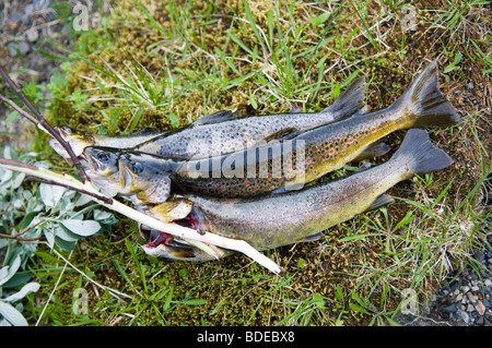 Un fascio di acquisite trote di salmone che stabilisce nell'erba. Foto Stock