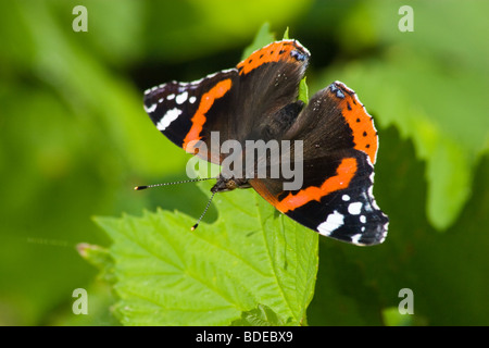 Il bellissimo bright butterfly si siede su un impianto. Foto Stock