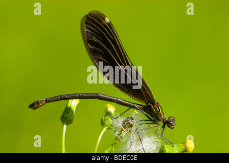 La bellissima dragonfly siede su un impianto. Un vicino. Foto Stock