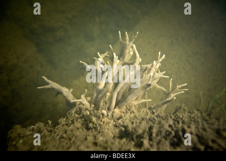 Una spugna di acqua dolce (Spongilla lacustris) nel fiume Allier (Francia). Éponge d'Eau Douce dans la rivière Allier (Francia). Foto Stock