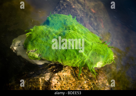 Una spugna di acqua dolce (Spongilla lacustris) nel fiume Allier (Francia). Éponge d'Eau Douce dans la rivière Allier (Francia). Foto Stock